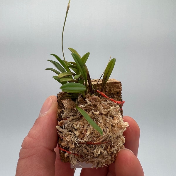 Trisetella andreettae mini orchid