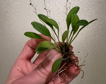 May include: A small green plant with oval leaves and delicate stems. The plant has visible roots and is held in a hand. The background is a textured, off-white surface. The plant appears to be a type of orchid.