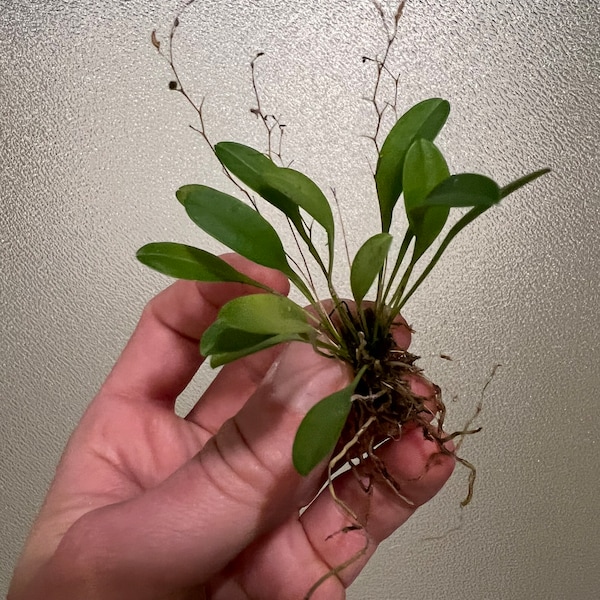 Specklinia grobyi mini orchid