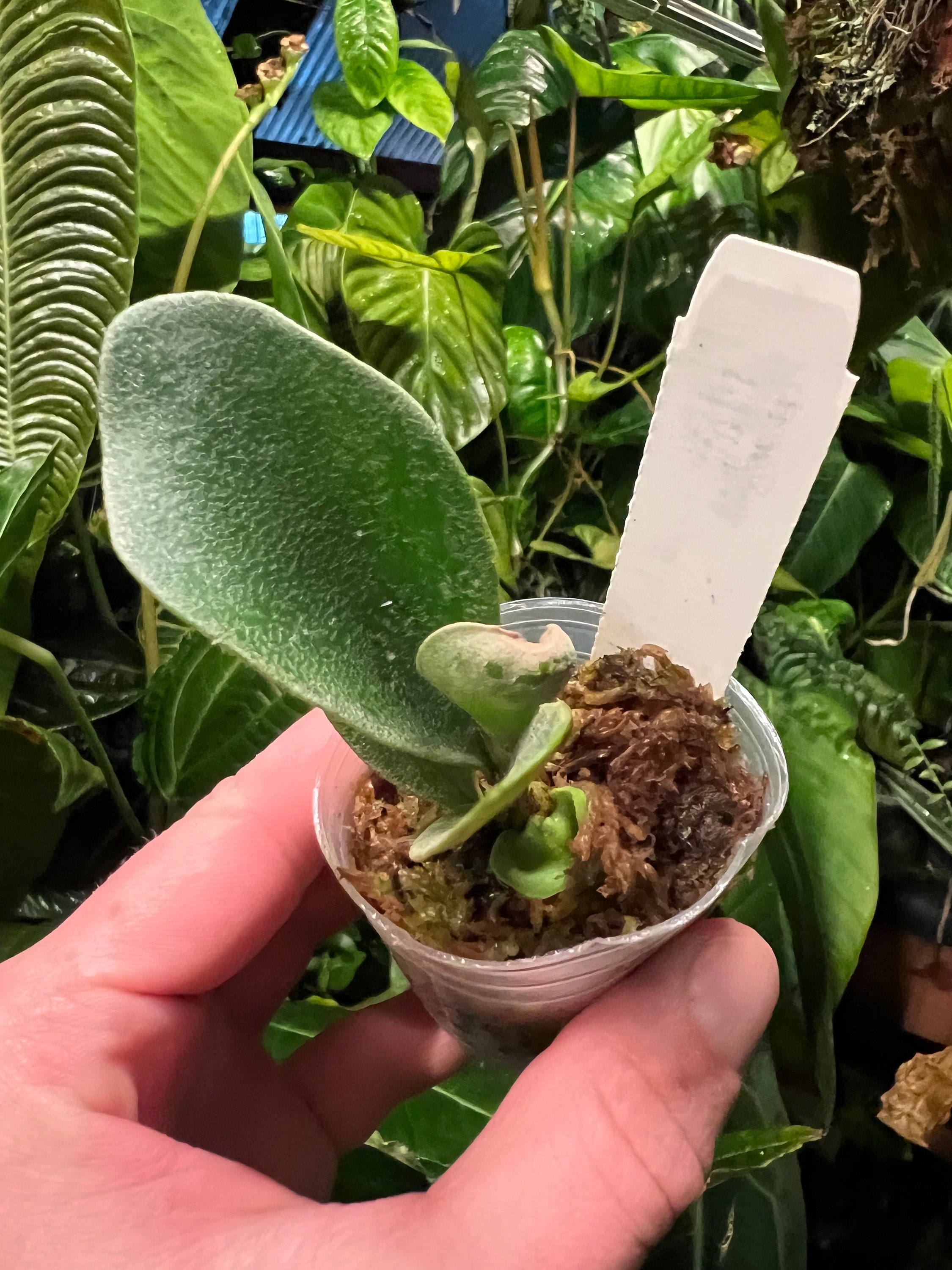 Platycerium Hillii Dwarf Staghorn Fern - Etsy