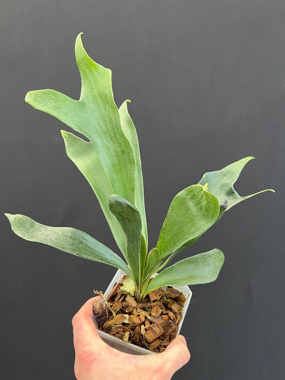 Platycerium Hillii Dwarf Staghorn Fern - Etsy