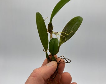 Bulbophyllum pingtungensis orchid