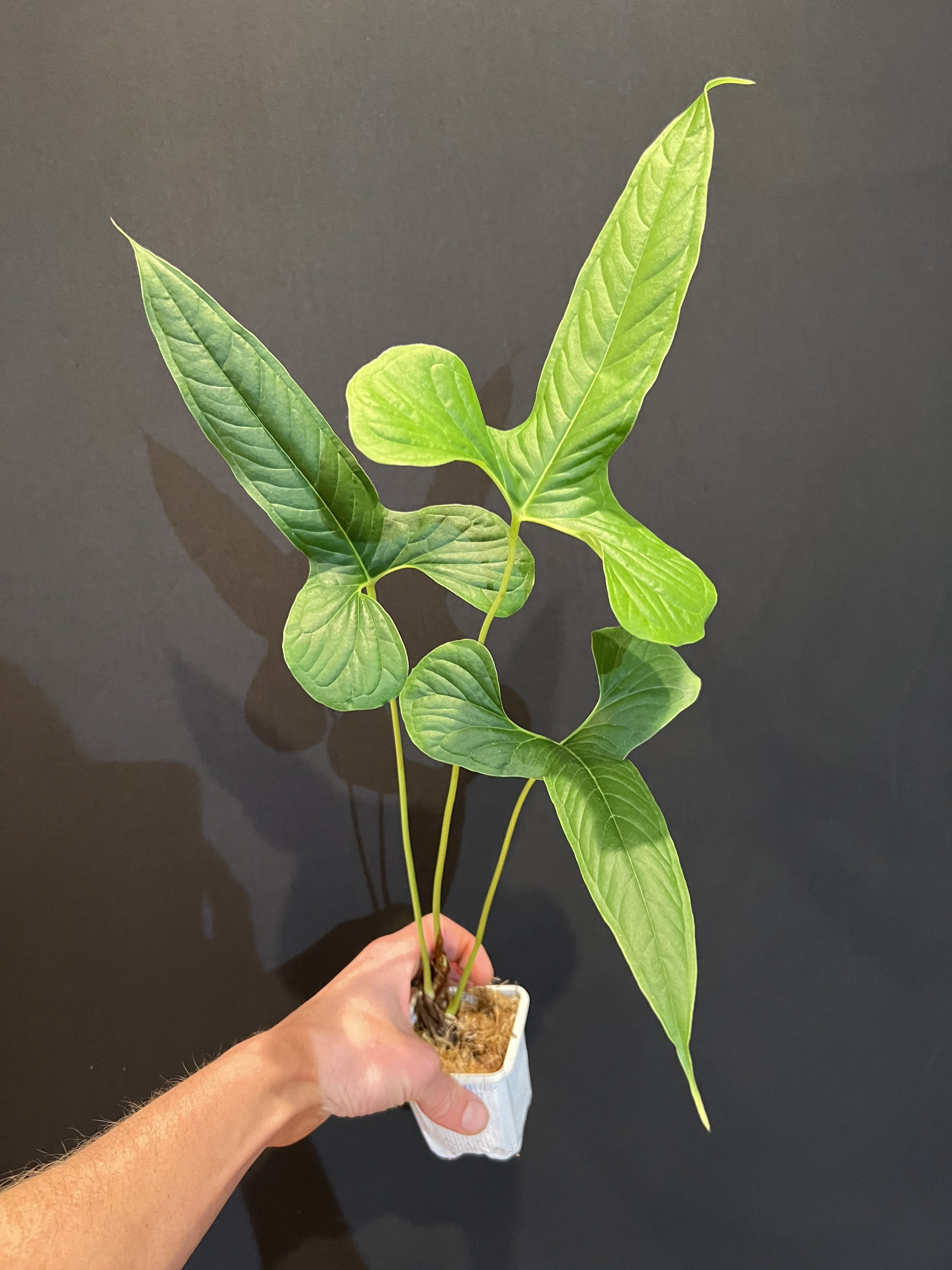 Anthurium Draconopterum - Etsy