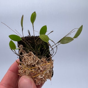 Lepanthopsis acuminata mini orchid