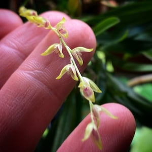 Specklinia costaricensis mini orchid
