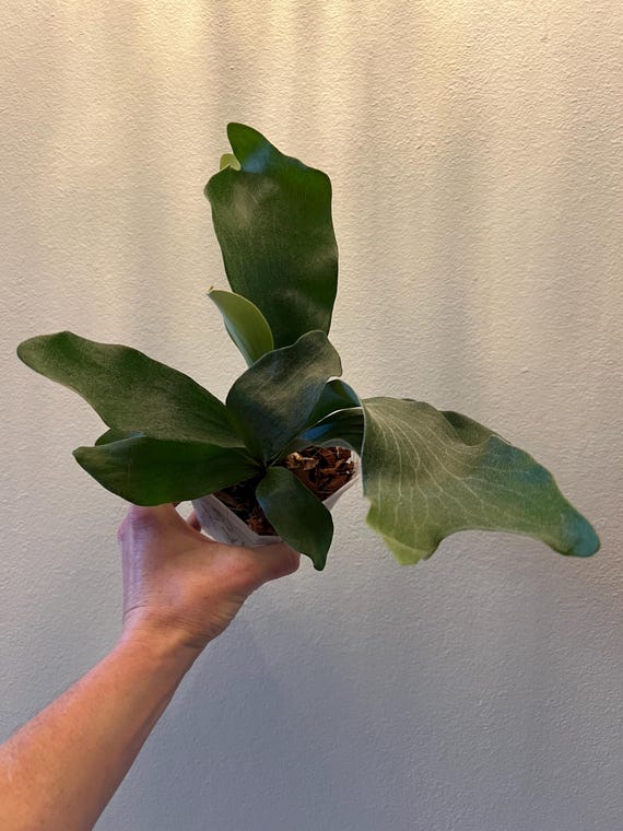 Platycerium Hillii Cv. Raijin Staghorn Fern - Etsy Canada