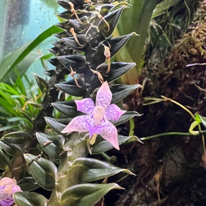 Dichaea kegelii mini orchid