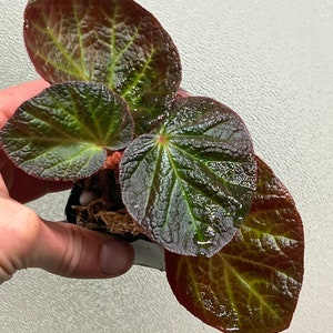 Begonia Manaus