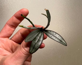 Phalaenopsis schilleriana orchid