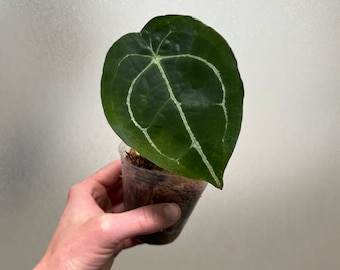Anthurium forgetii (small)