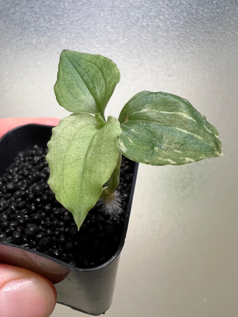 Goodyera carnea jewel orchid image 3