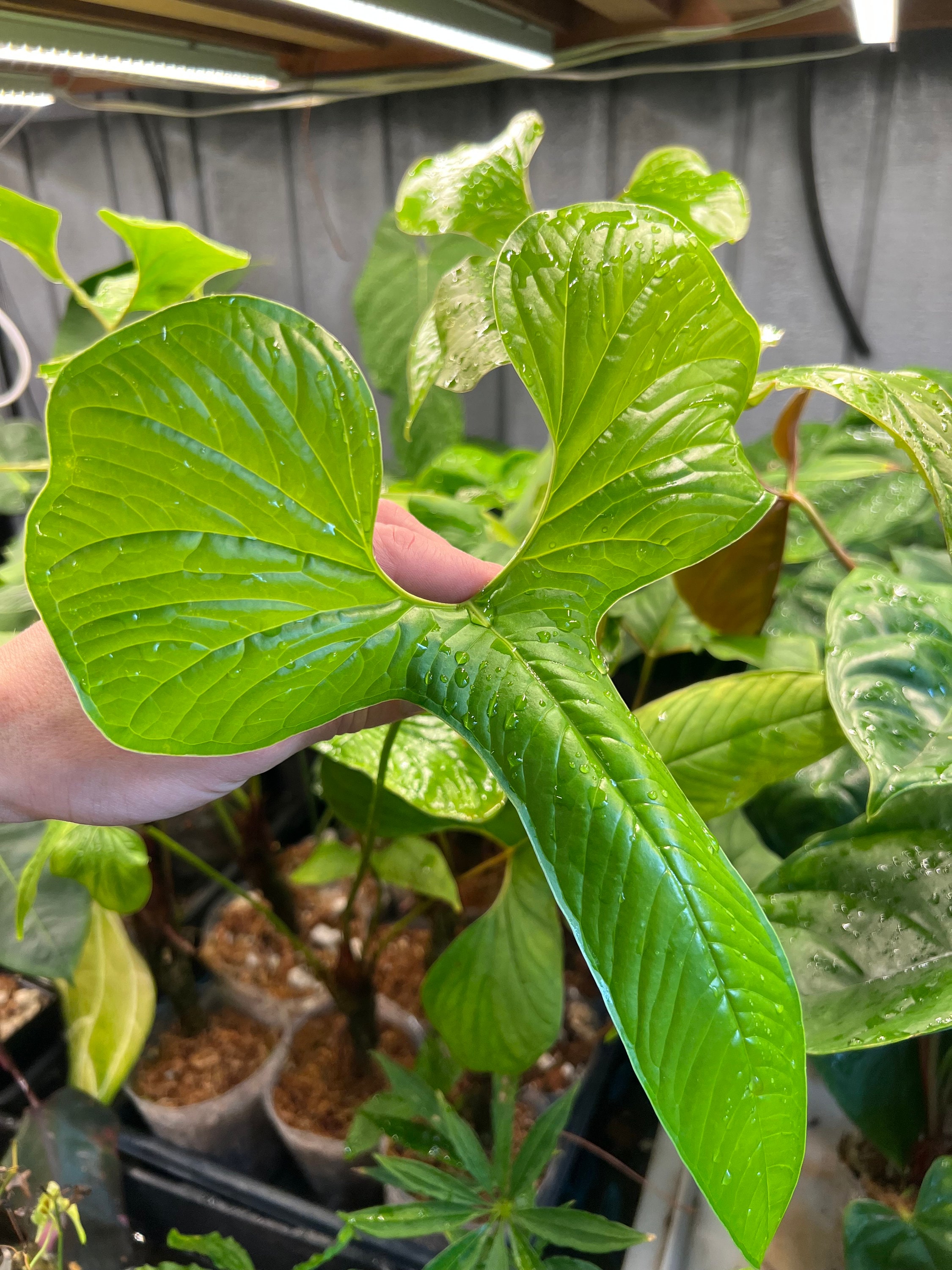 Anthurium draconopterum - Etsy 日本