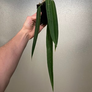 Anthurium pallidiflorum