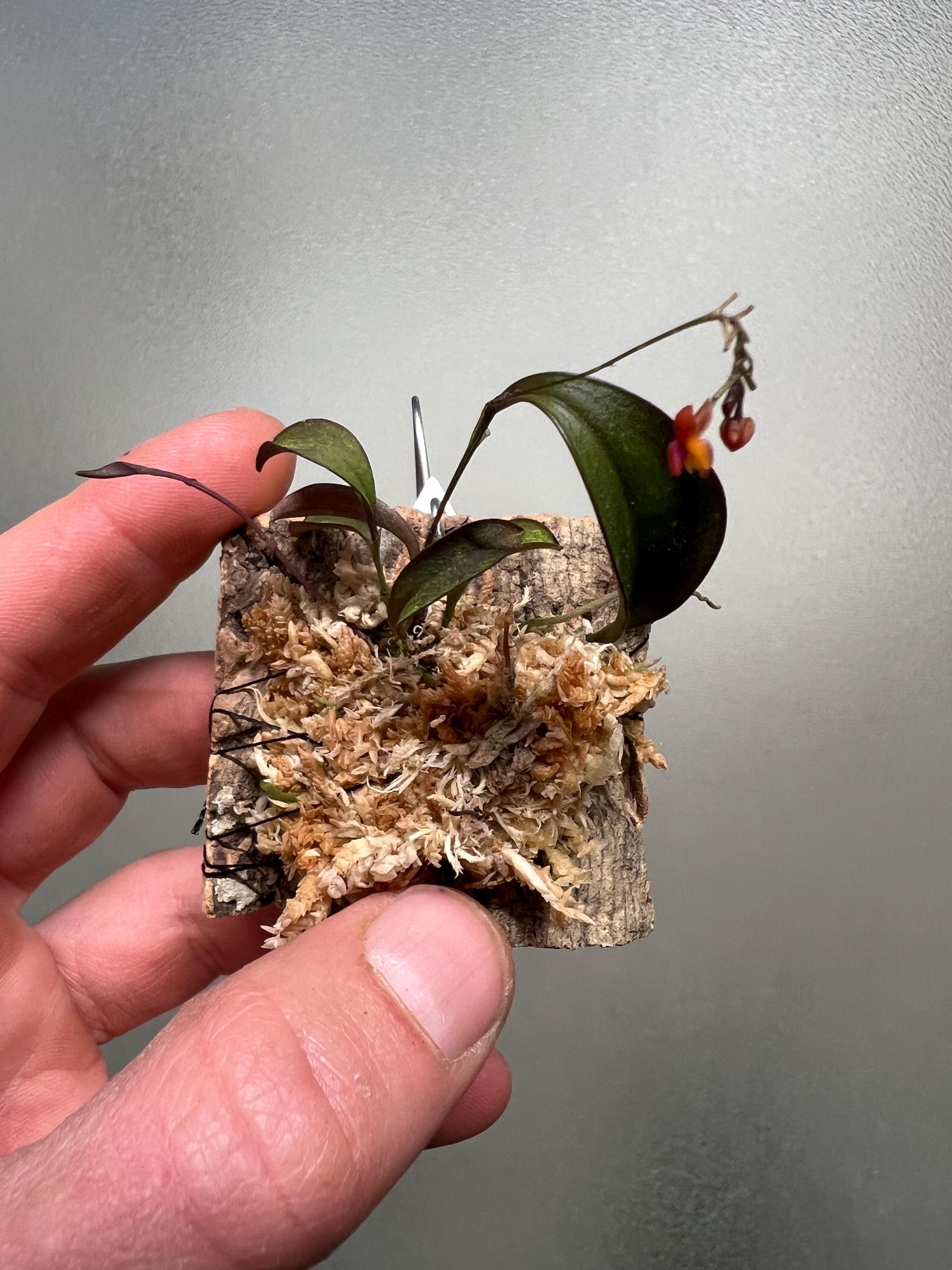 Lepanthes Miniature Orchids - Etsy