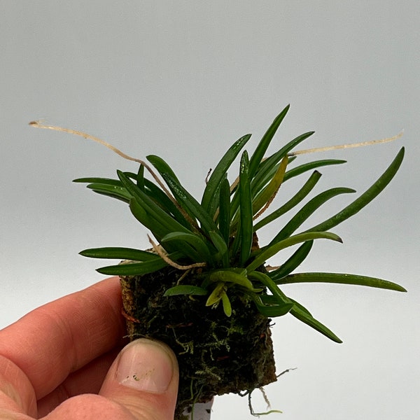 Trisetella regia mini orchid