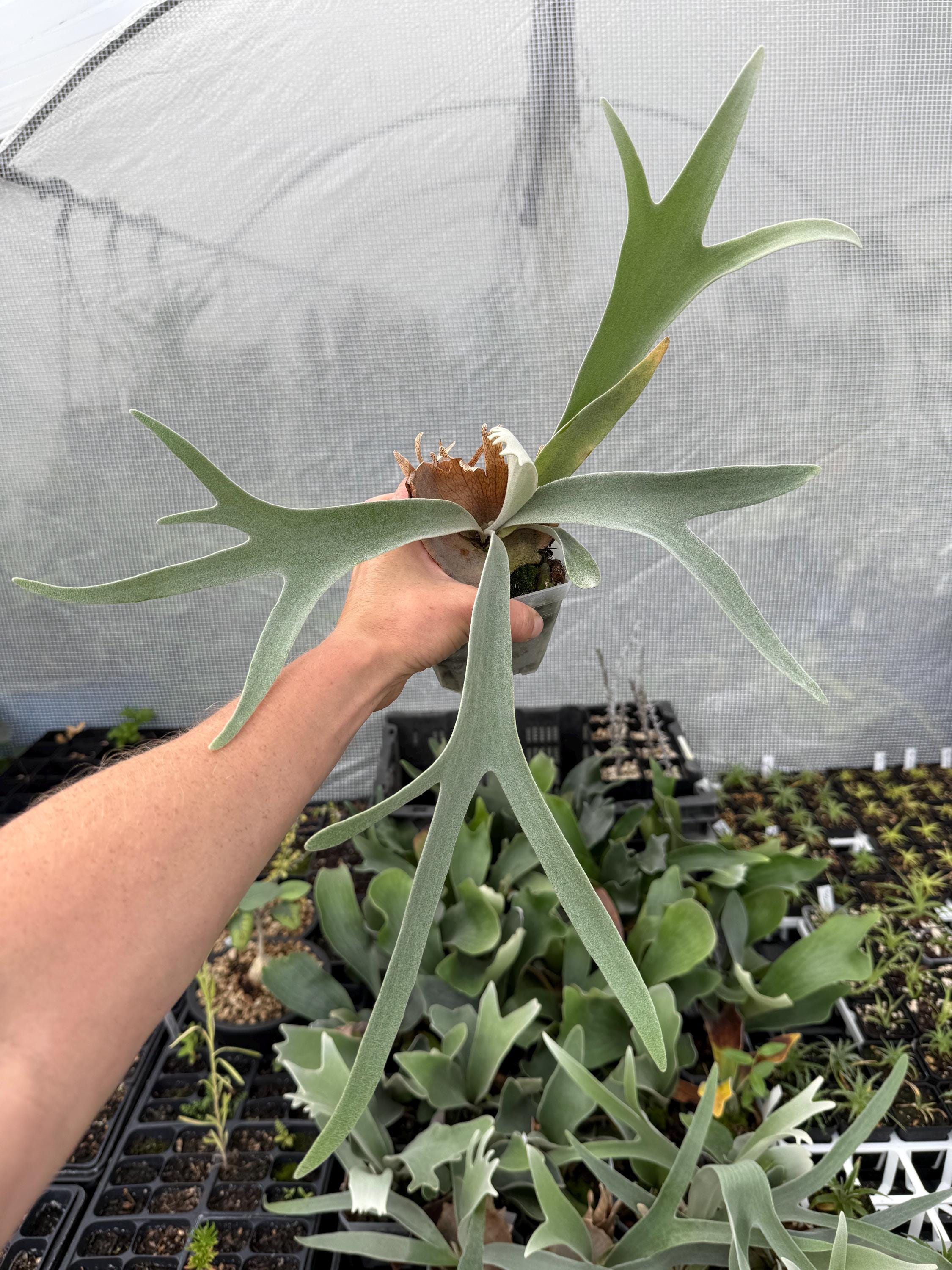 Platycerium Veitchii Auburn River Staghorn Fern - Etsy
