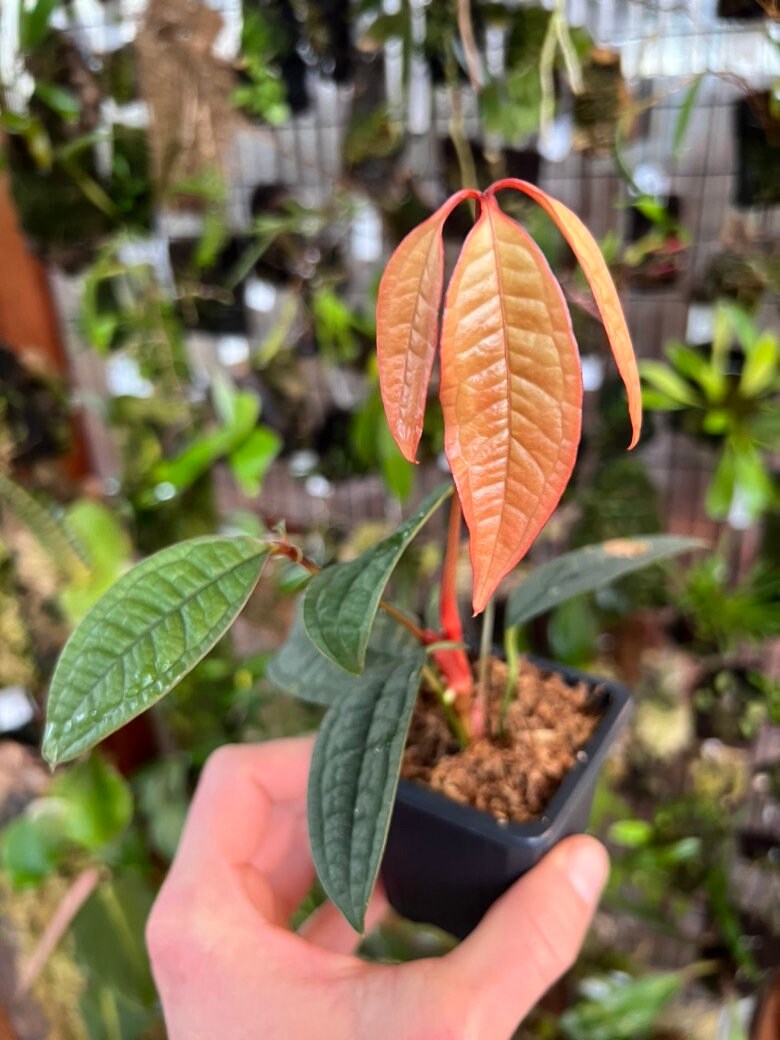 aglaonema air purifying india Aglaonema Pink Plant main image 1