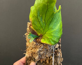 Platycerium coronarium ‘Thin’ Staghorn Fern