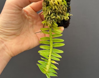 Bulbophyllum Moniliforme Micro Mini Orchid - Etsy