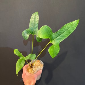 Anthurium draconopterum image 4