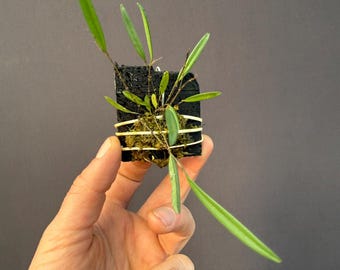 lepanthopsis astrophora x hitzil ハイブリッド Lepanthopsis Astrophora Ultra Miniature Species Orchid - Etsy
