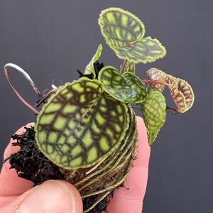 Lepanthes calodictyon mini orchid