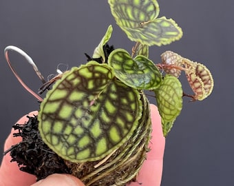 Lepanthes calodictyon mini orchid
