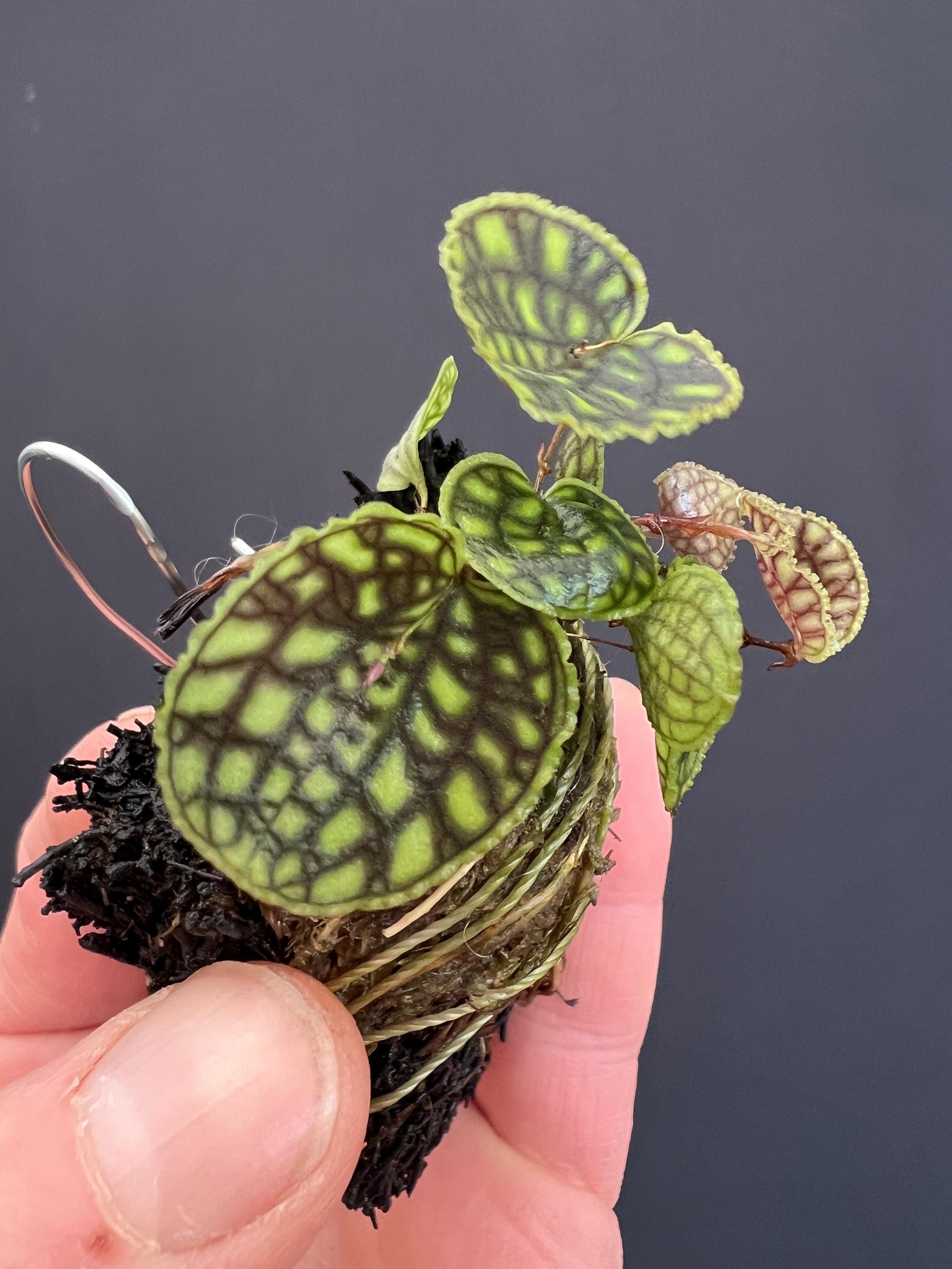 Lepanthes Calodictyon Mini Orchid - Etsy