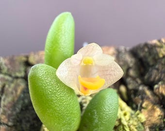 BULBOPHYLLUM MONILIFORME Micro Miniature Orchid Mounted - Etsy
