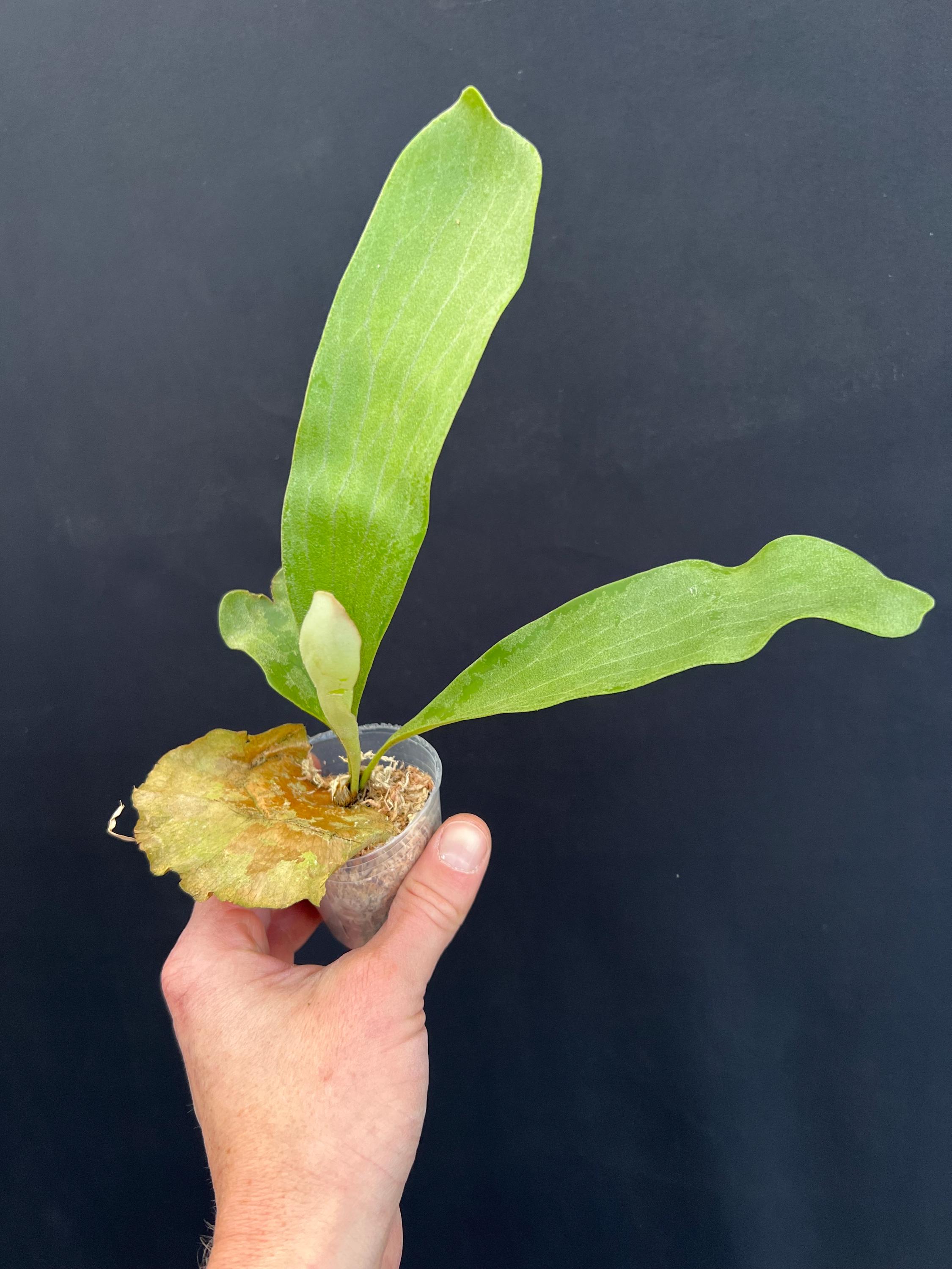 Platycerium Hillii Cv. Raijin Staghorn Fern - Etsy