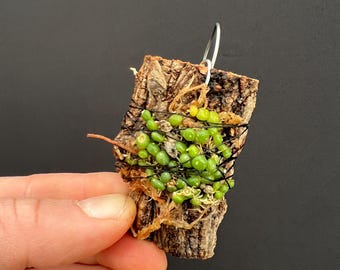 BULBOPHYLLUM MONILIFORME Micro Miniature Orchid Mounted - Etsy