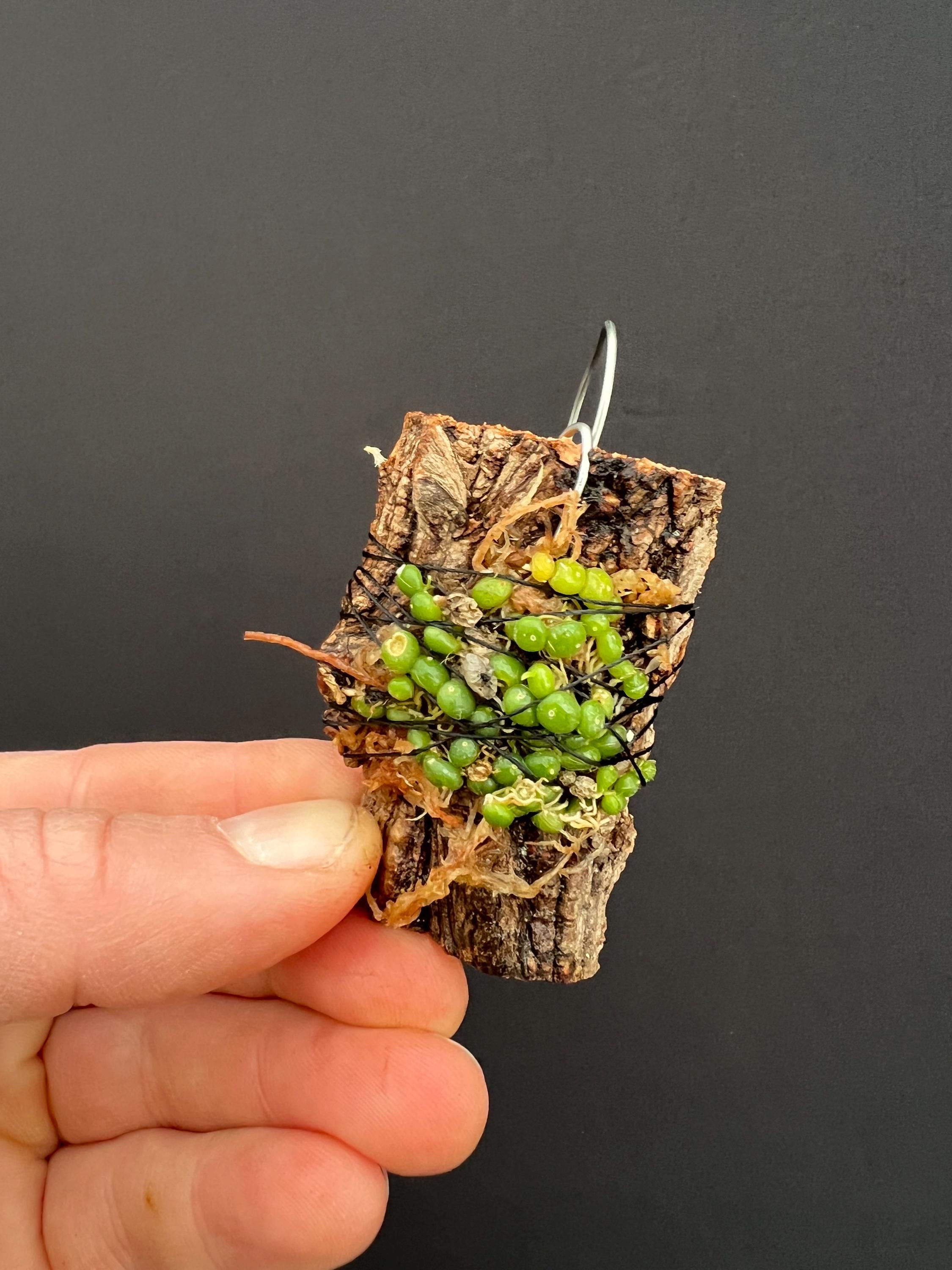 Bulb moniliforme びっしり　大株ミニチュアオーキッドコルク Bulbophyllum Moniliforme Micro Mini Orchid - Etsy