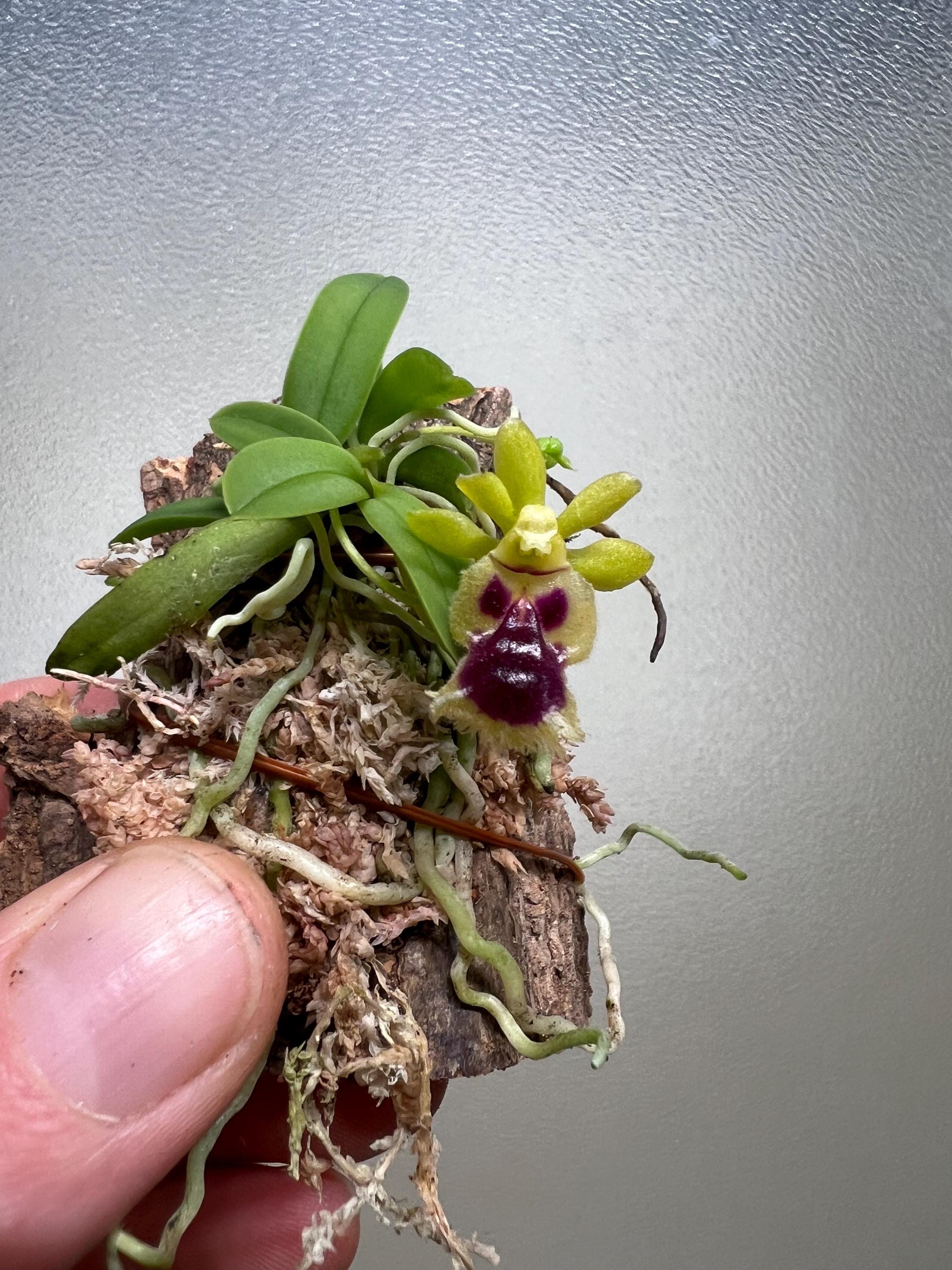 Lepanthes chorista 原種エクアドルミニチュアオーキッドパルダ Lepanthes chorista 原種エクアドルミニチュアオーキッドパルダ