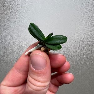 May include: A small green orchid plant with roots and a small amount of potting mix in a hand.