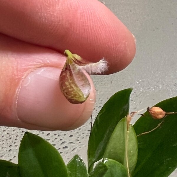 Pleurothallis cypripedioides mini orchid