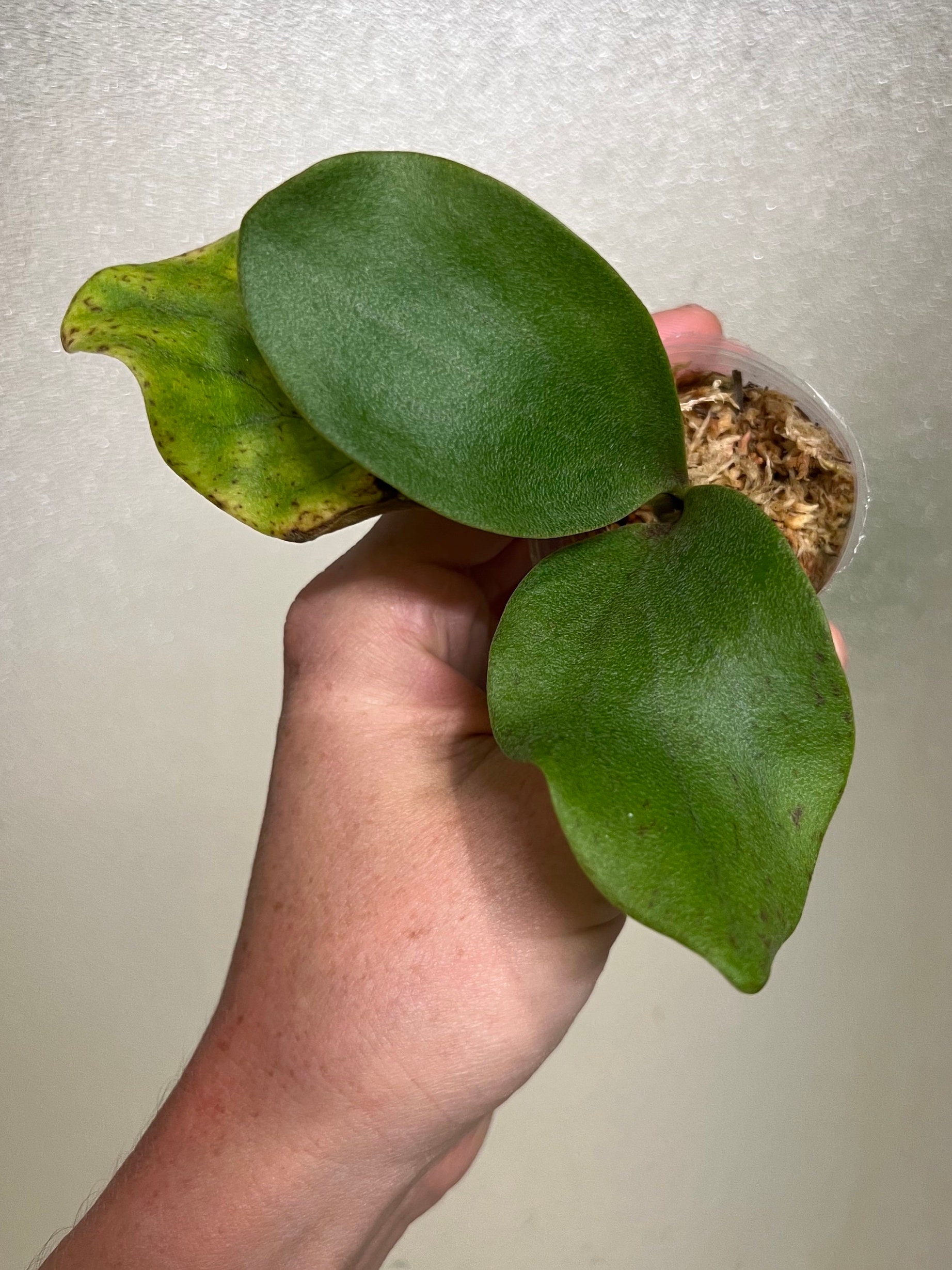 Platycerium Hillii Cv. Raijin Staghorn Fern - Etsy Canada