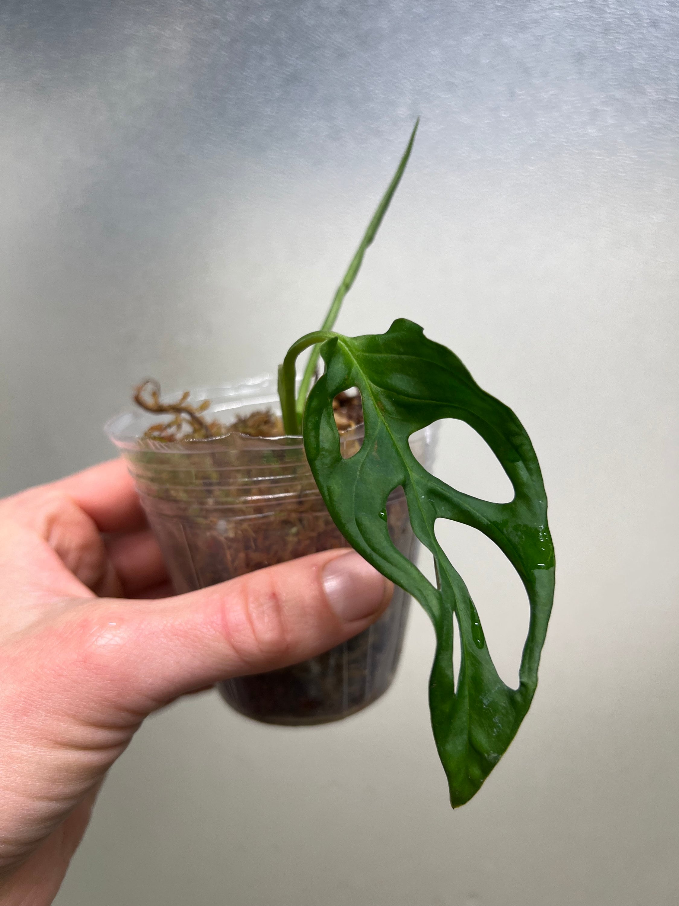 triticale plante Triticale Grass – Sproutpeople