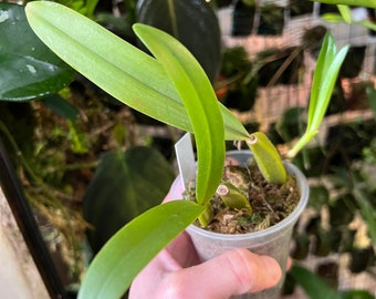 Bulbophyllum maximum orchid
