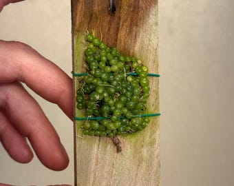 Bulbophyllum Moniliforme Micro Mini Orchid - Etsy