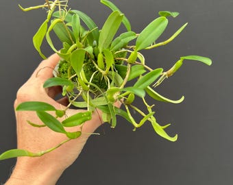 Bulbophyllum Moniliforme Micro Mini Orchid - Etsy