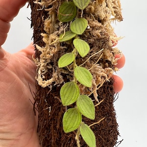 Lepanthes pilosella mini orchid