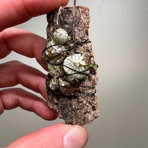 Bulbophyllum polliculosum micro mini orquídea