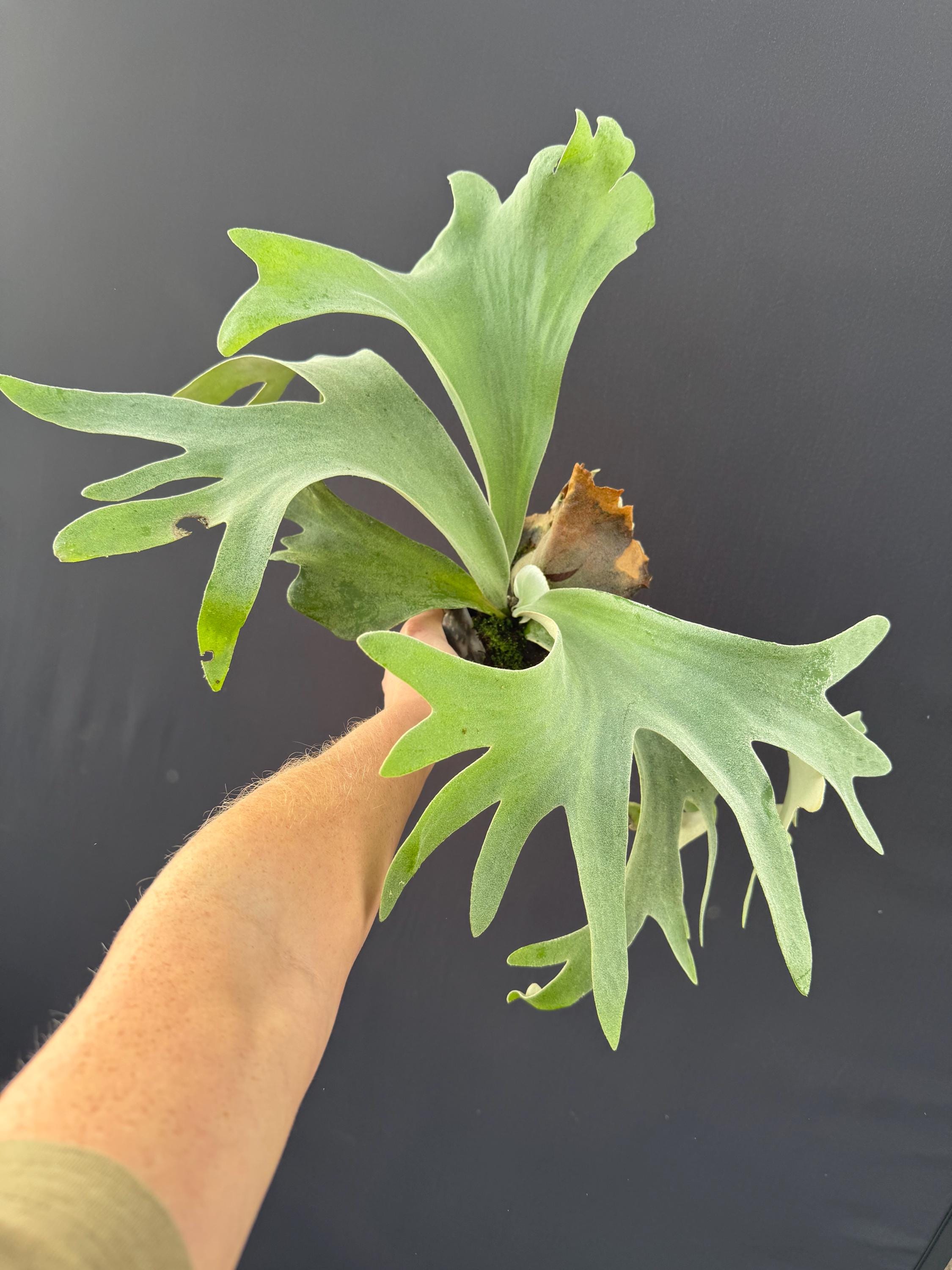 ビカクシダ P.willinckii Thousands of arrows fired Platycerium Willinckii 'thousands of Arrows Fired' Staghorn Fern