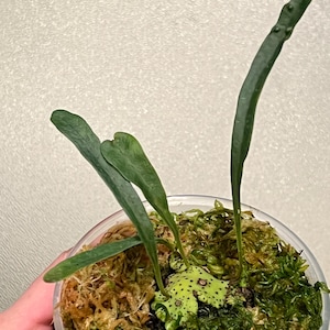 48時間限定Sale!! Lecanopteris mirabilis レカノプテリス ミラビリス アリ植物 Lecanopteris Yellow Tip (Ant plant)