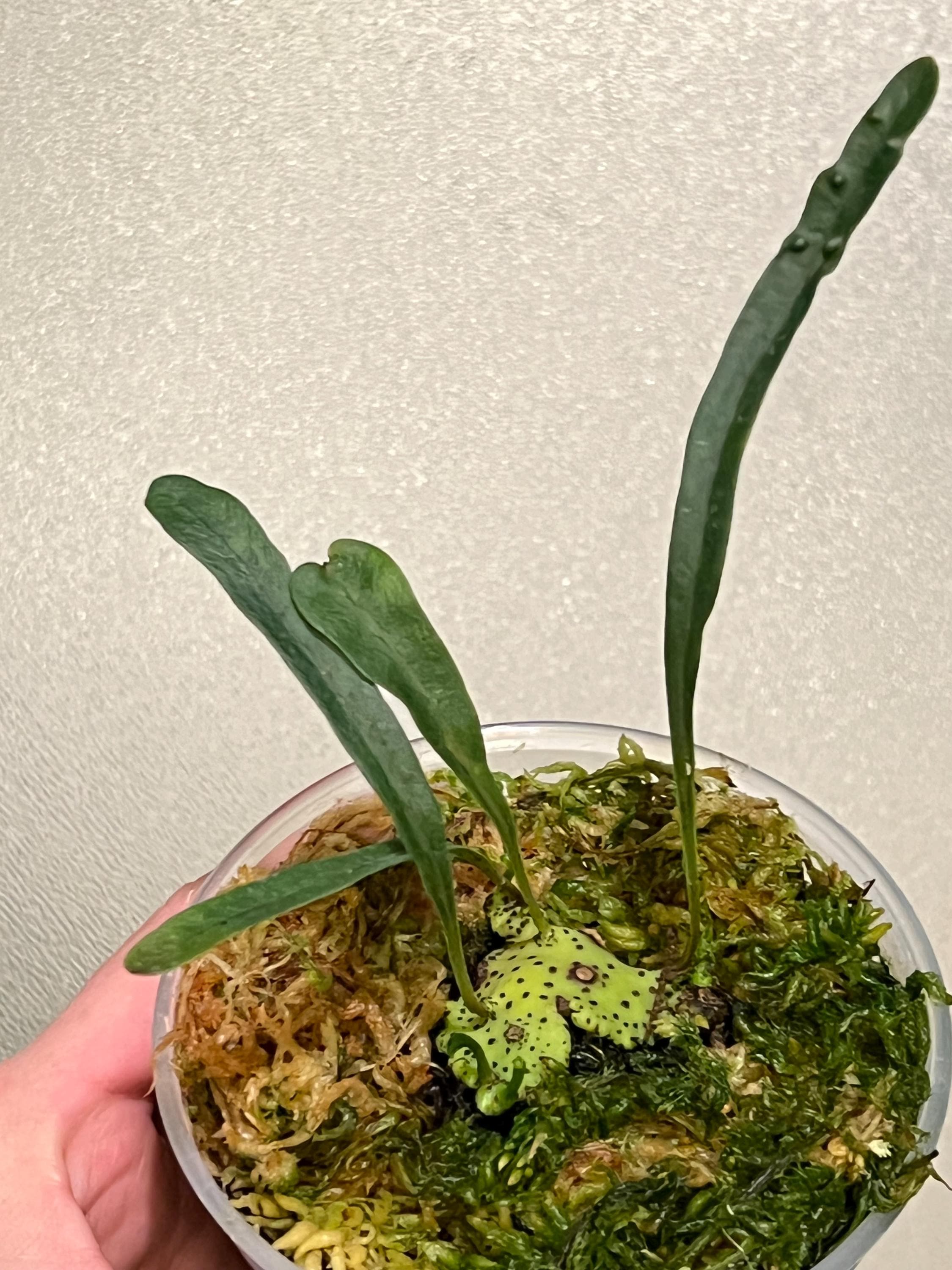 Lecanopteris Mirabilis Ant Fern - Etsy