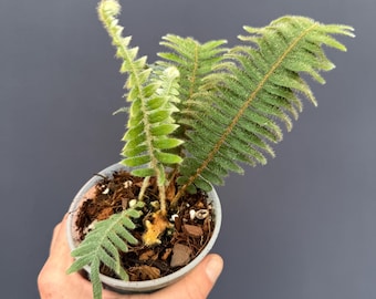 Elaphoglossum Peltatum - Etsy