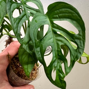 Monstera Obliqua Peru - Etsy
