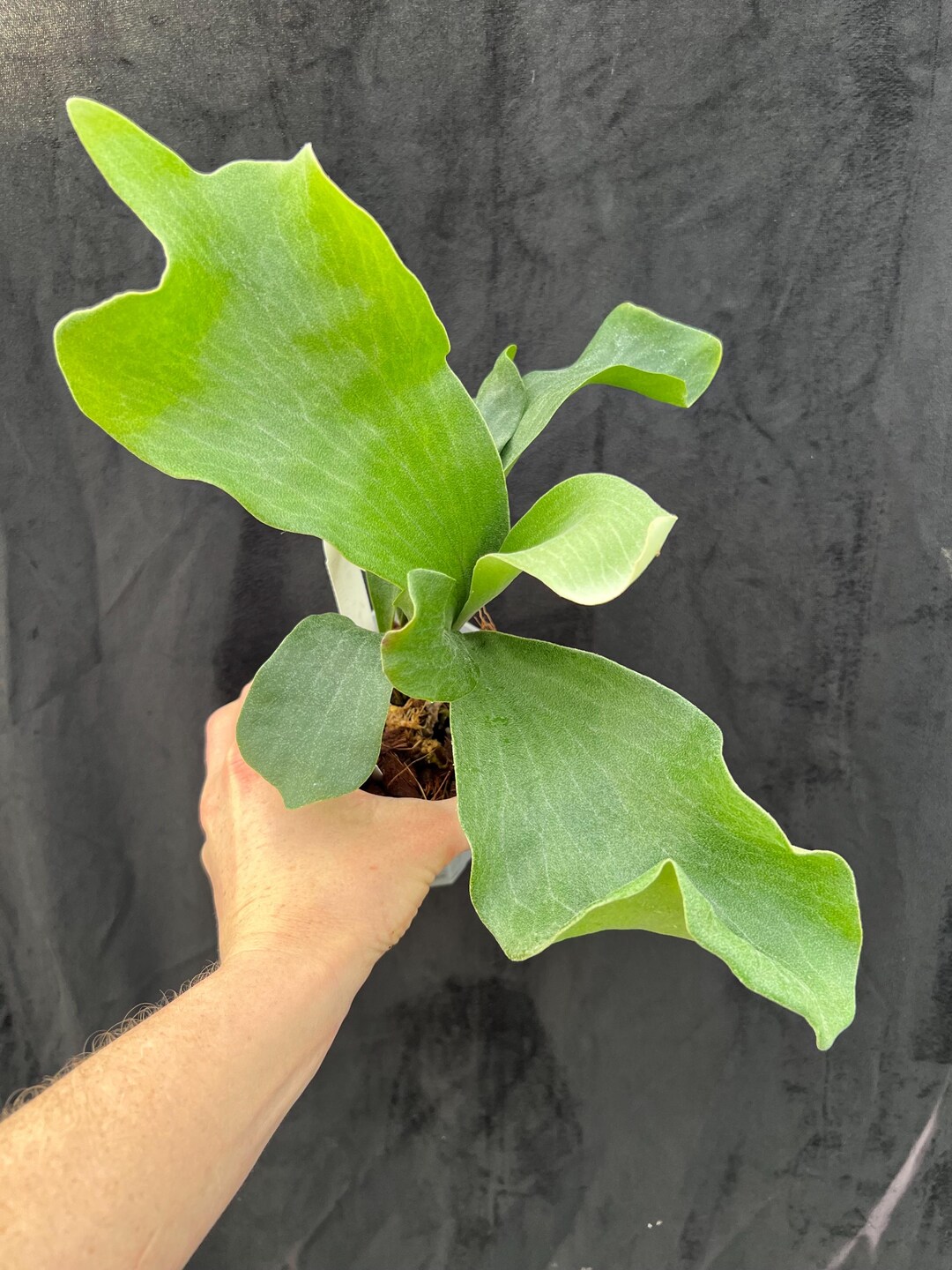 Platycerium Hillii Cv. Raijin Staghorn Fern - Etsy