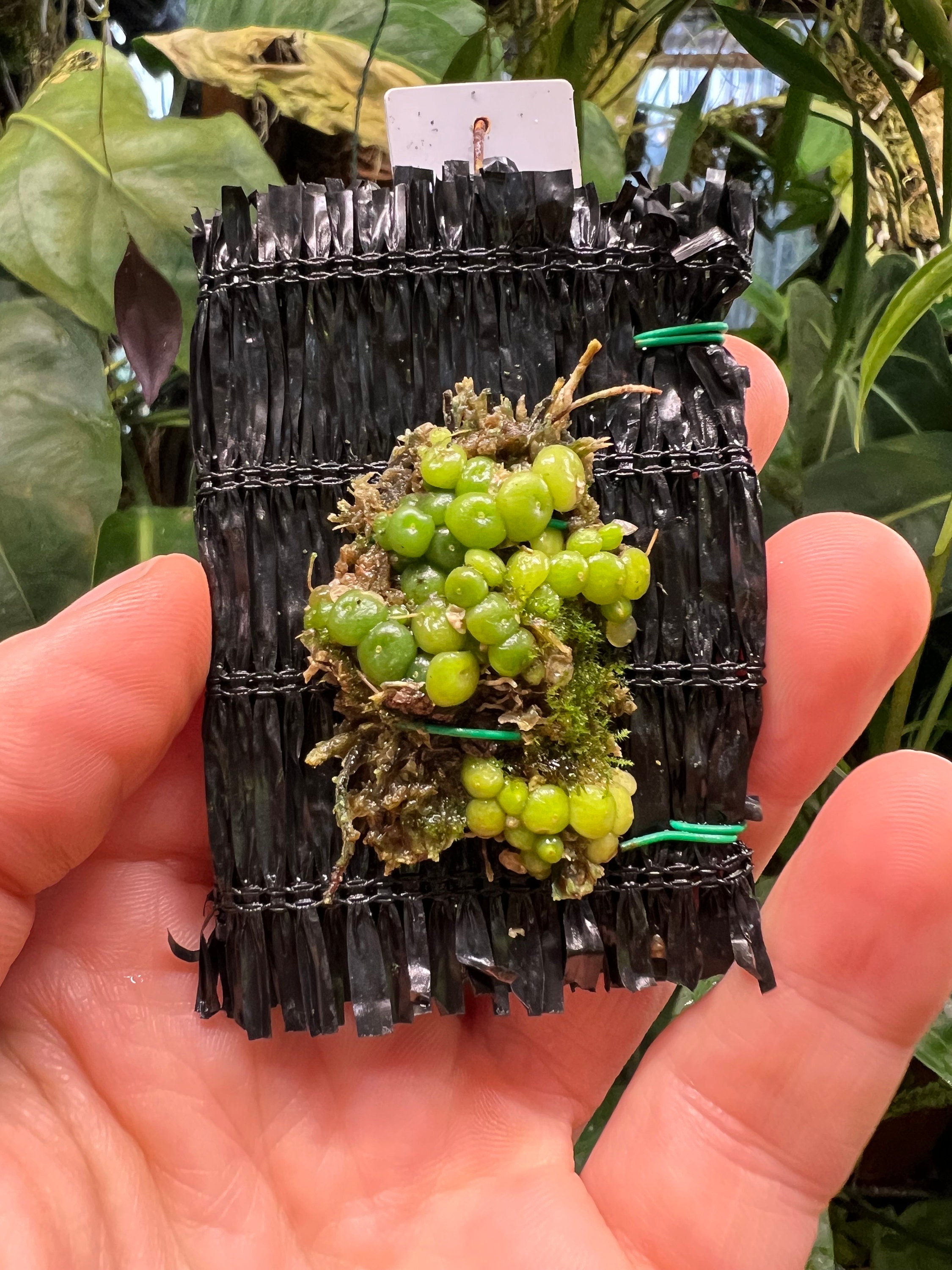Bulbophyllum Moniliforme Micro Mini Orchid - Etsy