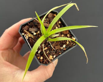 Puya mirabilis